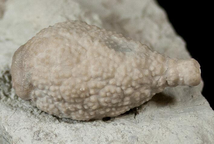 Very Detailed Cystoid (Holocystites) Fossil - Indiana #17279